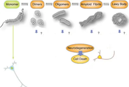 Figure 1.3. Schematic model of αSyn aggregation. Misfolded monomeric αSyn favors homo-interactions forming dimers and  oligomers