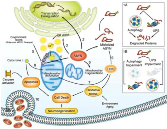 Figure 1.5. Schematic representation of the established αSyn pathological mechanisms in the cell