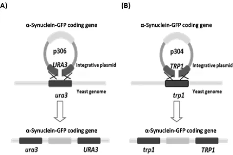 Figure 3.2. Schematic representation of yeast genomic integration of integrative plasmids that contain the protein coding  gene  of  interest