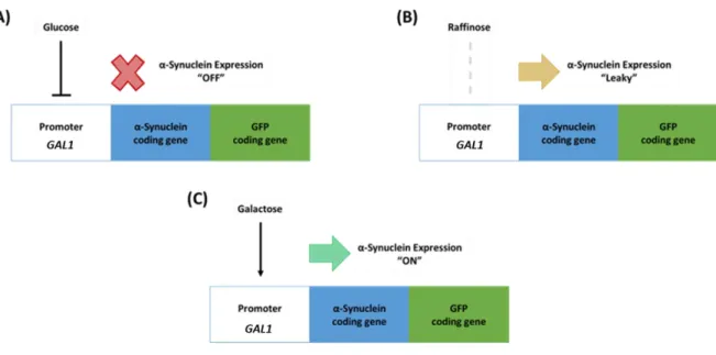 Figure 4.1. Schematic representation illustrating αSyn expression  modulation in yeast  cells by activity control of the  GAL1 promoter