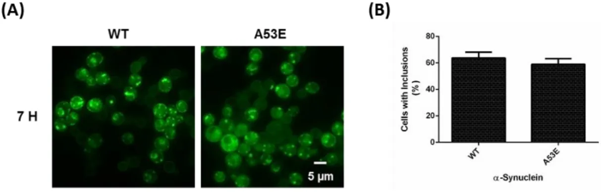 Figure 4.3. Spotting assay of the indicated yeast cells (Empty, WT and A53E). Cell suspensions were adjusted to the same  OD 600nm , serially diluted and spotted onto the surface of the solid media containing either glucose (control) or galactose (induced 