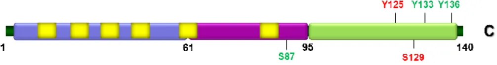 Figure  2.  aSyn  phosphorylation  sites.  Schematic  representation  illustrating  the  various  aSyn  residues  that can be phosphorylated in vitro (represented in green) and the ones detected in LBs inclusions (shown  in red) (adapted from Tenreiro and 