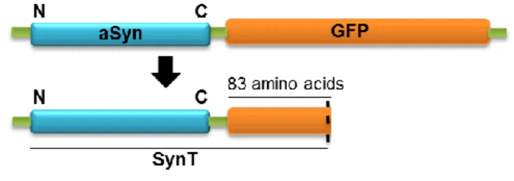 Figure  4.  Schematic  representation  of  SynT.  This  construction  allows  us  to  study  aSyn  aggregation  in  vitro in different mammalian cell lines