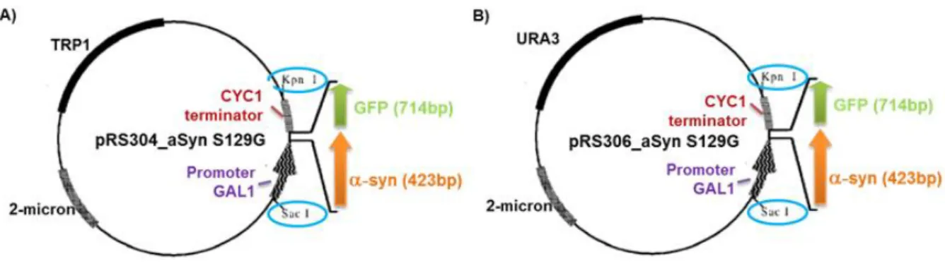 Figure 6. Maps of the yeast expression vectors of S129G aSyn in (A) pRS304-GAL and (B) pRS306-  GAL  plasmids