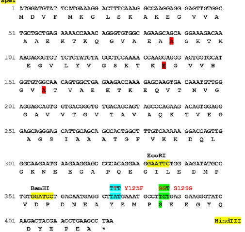 Figure  7.  Schematic  representation  of  the  aSyn  nucleotide  and  amino  acid  sequences