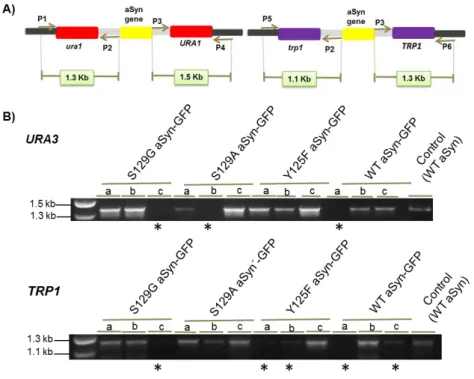 Figure  9.  Representative  electrophoresis  to  confirm  genome  insertions  with  plasmids  containing  different  auxotrophies
