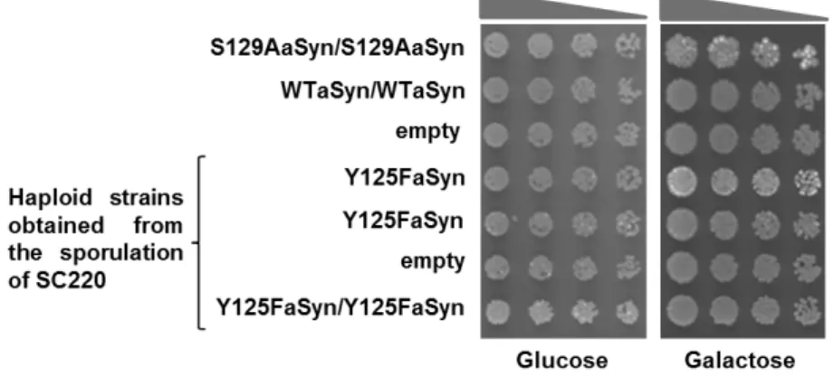 Figure 11. Effect of Y125F on aSyn toxicity in yeast cells carrying single or double insertions of the  encoding gene