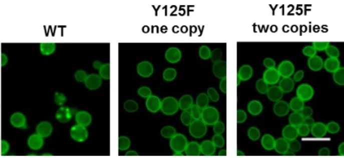 Figure 13. Effect of S129G on aSyn toxicity in yeast cells carrying single or double insertions of the  encoding gene