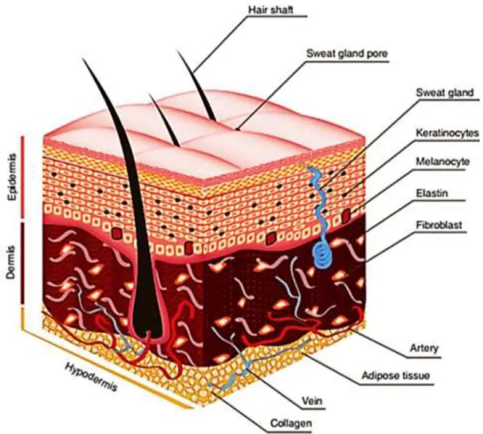 Figure 1: Structure of the human skin. Adapted from (12). 