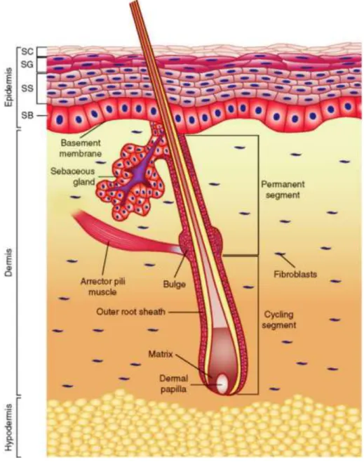 Figure 2: Representation of skin layered organization. Skin is composed of three layers: Epidermis, Dermis  and Hypodermis