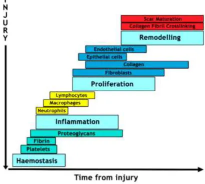 Figure 4: Representation of the phases of the wound healing. This process involves diferente types of cells  and various phases