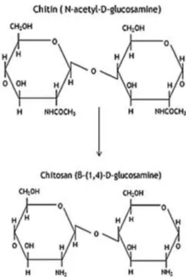 Figure 11: Chemical structure of Chitosan. Adapted from (120, 121). 