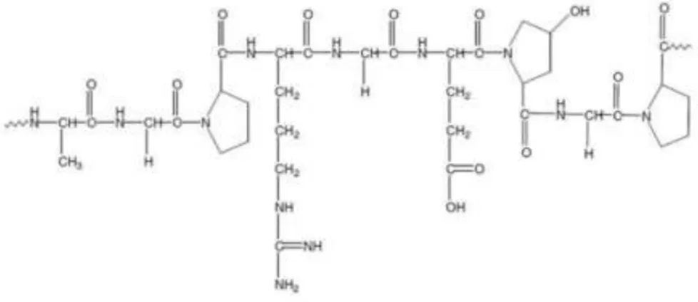 Figure 12: Representation of Gelatin structure. Adapted from (125). 