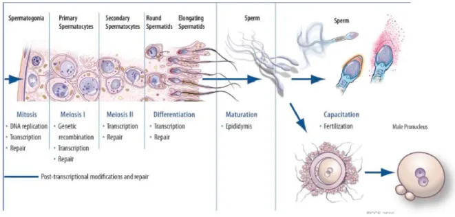 Figure 2 – Cellular changes occurring during spermatogenesis.  