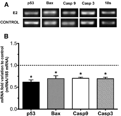 Figure 5 - Effect of E2 on p53, Bax, caspase 9 and caspase 3 mRNA levels in rat Sertoli cells