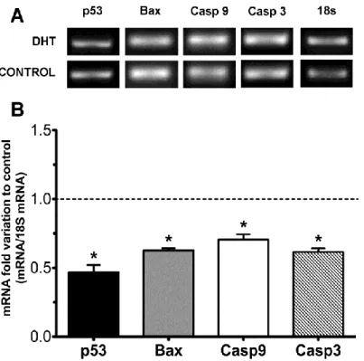 Figure 6 - Effect of DHT on p53, Bax, caspase 9 and caspase 3 mRNA levels in rat Sertoli cells