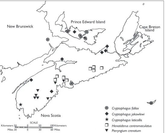 Figure 2. Distribution of Cryptophagus fallax, C. jakowlewi, C. laticollis, Henotiderus centromaculatus, and  Pteryngium crenatum in Atlantic Canada.
