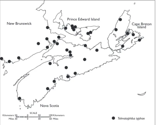 Figure 5. Distribution of Telmatophilus typhae in Atlantic Canada.