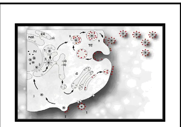 Figura  2 - Representação do ciclo de replicação do Citomegalovírus Humano. 1-Ligação do vírus à  superfície  da  célula  hospedeira;  2-  Fusão  do  vírus  com  a  membrana  plasmática;  3-  Transporte  dos  componentes do virião para o núcleo; 4- Formaçã