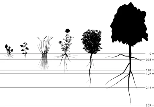 Figure 2. Rooting depths illustrated as schematic drawings of individual plants using approx- approx-imate geometric mean values for six growth form categories (from left to right): succulents, annual herbs, perennial herbs, dwarf-shrubs, shrubs and trees