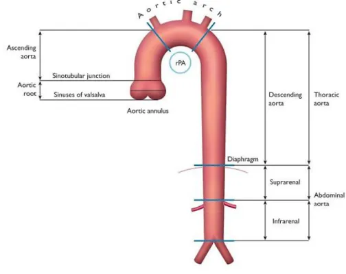 Figura 1. Segmentos da aorta ascendente e descendente. rPA: artéria pulmonar direita. (12) 