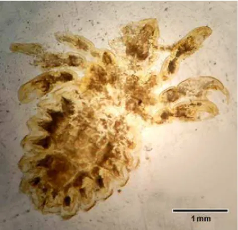 Figura 1. Morfología de un ejemplar adulto hembra de Haematopinus tuberculatus, se observa el abdomen y el cuerpo robusto.