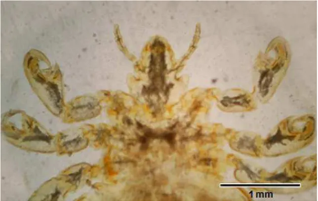 Figura 2. Ejemplar de hembra adulta de Haematopinus tuberculatus donde se evidencia el tamaño de los ganchos de fijación en  relación al cuerpo.