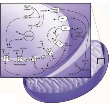 Figura 3 - Processos metabólicos associados à da oxidação de glucose e  ácidos gordos na mitocôndria (retirado de Kim, 2008)