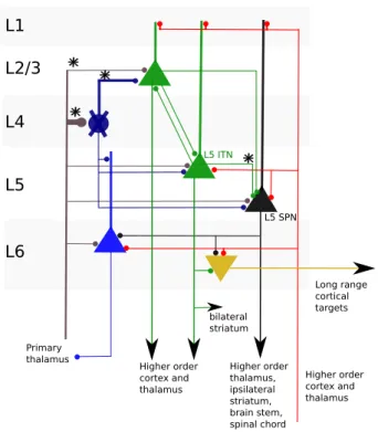 Figure 1.1: Canonical cortical microcircuit. In this sketch we only show the prin- prin-cipal cells, and we ignore the fact that inside each layer, pyramidal cells tend to connect with cells of the same subclass