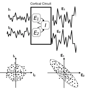 Figure 1.5: Amplification in cortical circuits. To model spontaneous activity, we suppose that a local cortical circuits receives uncorrelated noise from the  neigh-bouring circuits