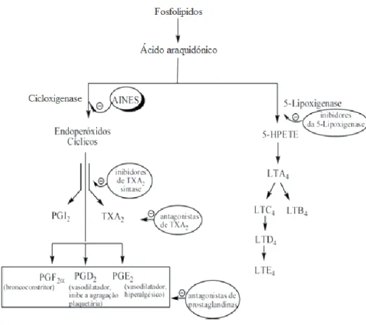 Figura 2 – Cascata simplificada do ácido araquidónico (adaptado de Muri et al., 2009) (14)