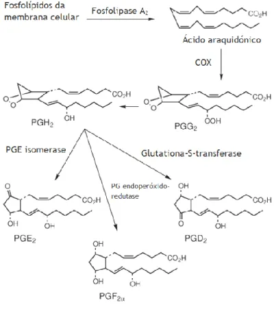 Figura  3  –  Biossíntese  das  prostaglandinas  a  partir  do  ácido  araquidónico  (adaptado  de  Borne  et  al.,  2009)  (9)