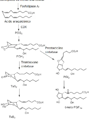 Figura 4 – Biossíntese de tromboxanos e prostaciclina (adaptado de Borne et al., 2009)  (9)
