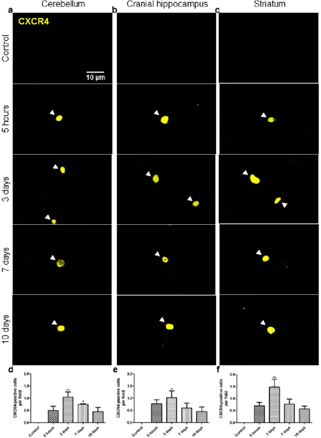 Fig. 10 Changes in the expression of cysteine-X amino acid-cysteine receptor 4 (CXCR4)  by  breast  cancer  cells  along  the  process  of  brain  metastasization