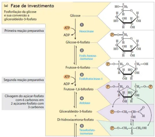 Figura  2.  Fase  de  investimento  da  glicólise:  formação  de  duas  moléculas  de  gliceraldeído-3-fosfato  (adaptado de Nelson e Cox, 2014)
