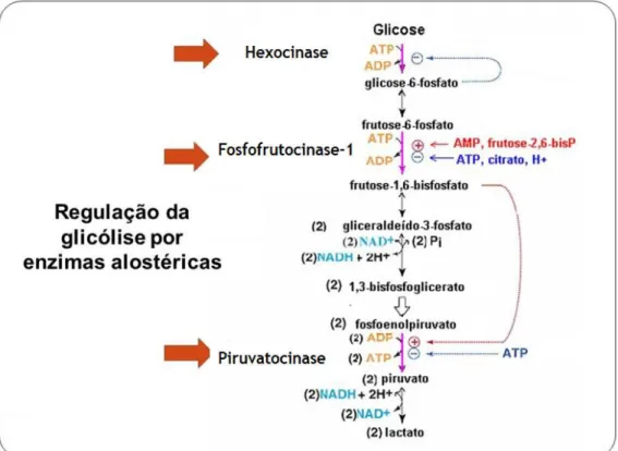 Figura 4. Regulação da glicólise (adaptado de Nelson e Cox, 2014). 