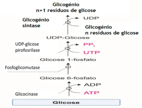 Figura 6. Glicogénese. 
