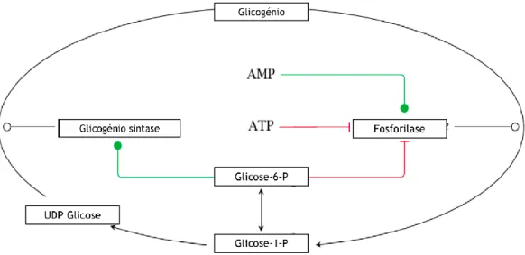Figura  8.  Regulação  alostéria  da  glicogénio  sintase  e  da  glicogénio  fosforilase