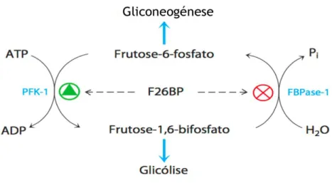 Figura 13. Papel da frutose-2,6-bisfosfato na regulação da glicólise e da gliconeogénese (adaptado de  Nelson e Cox ,2008)