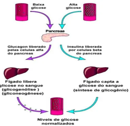 Figura 14. Regulação da glicose no sangue. Adaptado de http://slideplayer.com.br/slide/3684804/ 