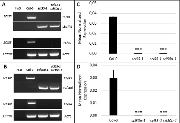 Figure 1.1 Isolation and molecular characterization of the scl33-1, scl30a-1 and scl33-1 scl30a-1 mutants  (A-B)  PCR-based  genotyping  of  the  T-DNA  insertion  mutant  lines  scl33-1,  scl30a-1  and  scl33-1  scl30a-1