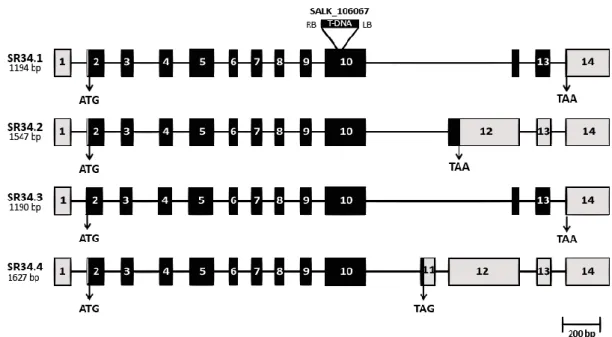 Figure 2.2 Schematic diagram of the Arabidopsis SR34 splice variants 