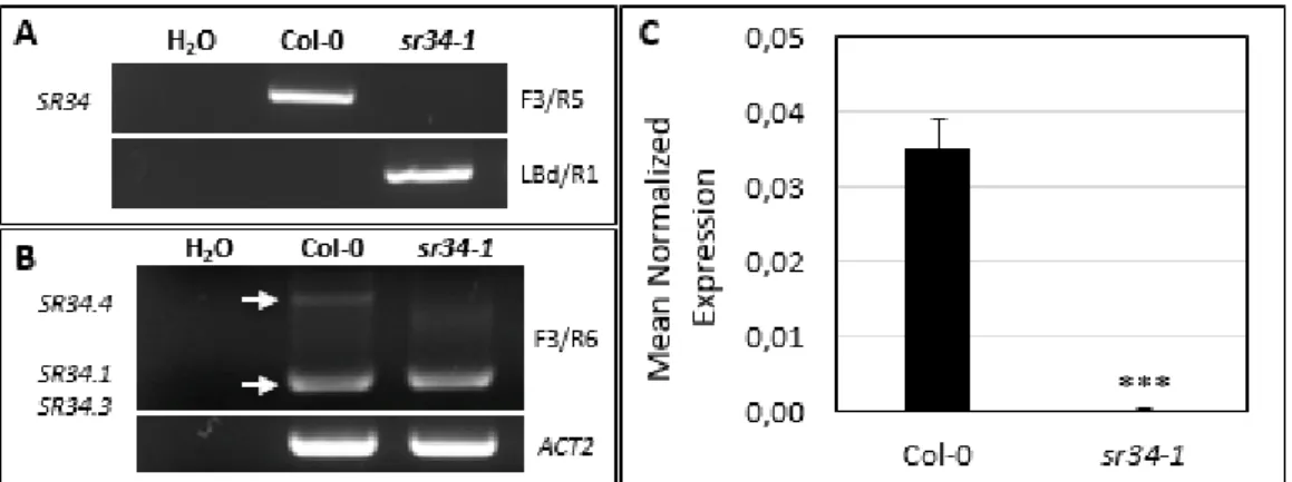 Figure 2.3 Isolation and molecular characterization of the sr34-1 mutant 