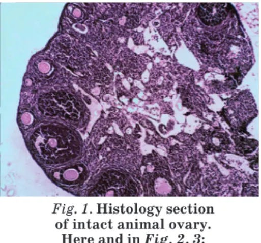 Fig. 1. Histology section   of intact animal ovary. 