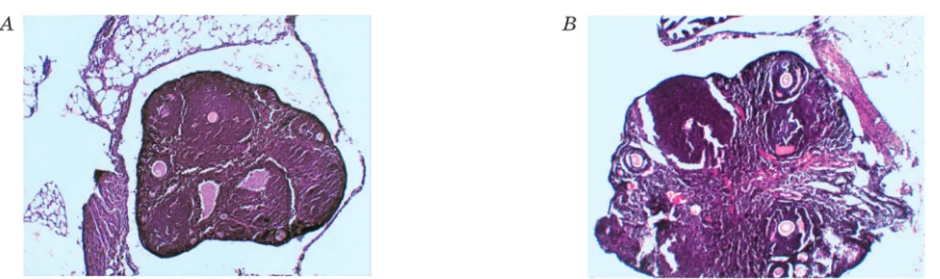 Fig. 2. Histology sections of ovaries of animals with chronic inflammation and administration of saline: 