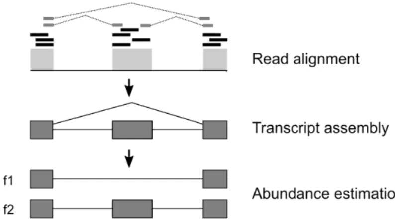 Figure 1.2: Overview of the main stages of RNA-seq analysis. Adapted from (Florea &amp; Salzberg, 2013).