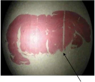 Figure 1. Photomicrograph section of rat brain. Site of the cannula is  represented  according  to  the  paxinos  &amp;  watson  atlas  in  stereotaxic  coordinates (22)