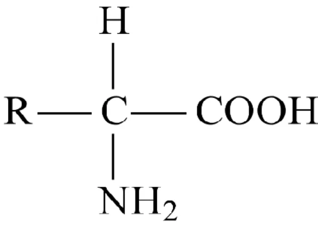 Figura 1 – Estrutura molecular dos aminoácidos. 