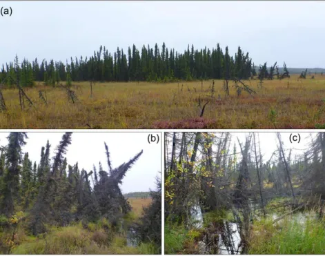 Figure 3. Field photos of residual permafrost plateau landforms and thermokarst in the western Kenai Peninsula lowlands