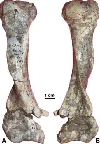 Figure 3. Right humerus of Orycteropus djourabensis KNM- KNM-ER 876B. A. Ventral view